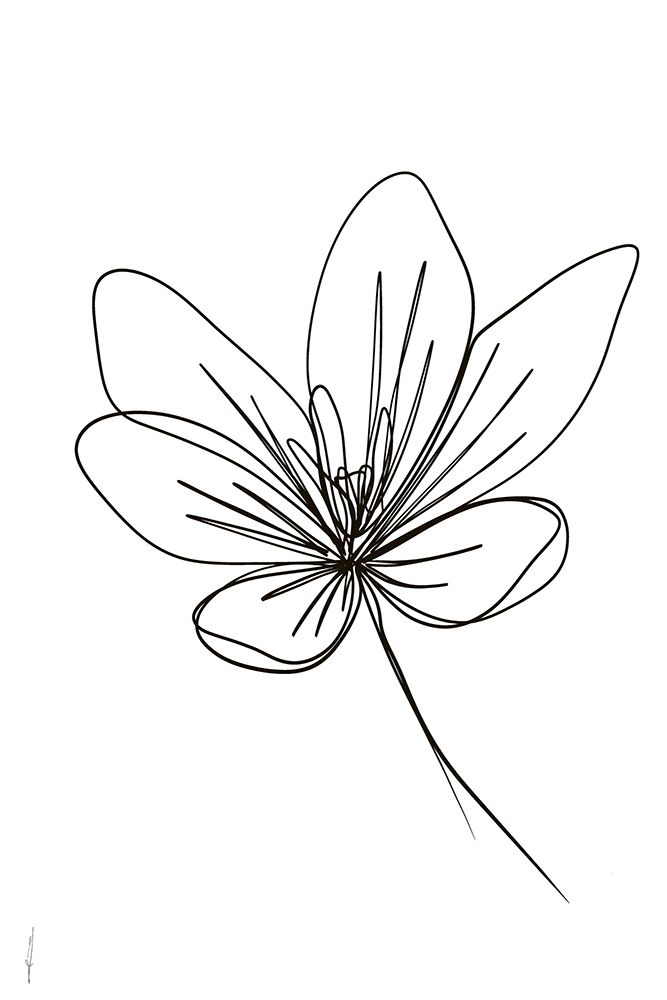 CROCUS