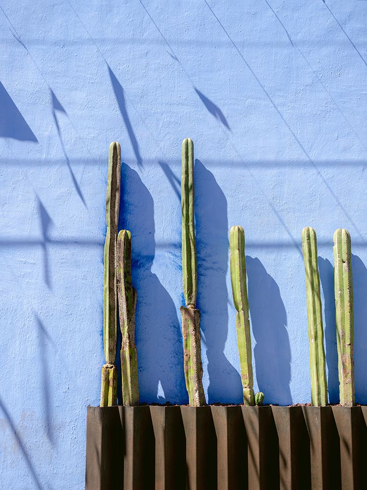 Tall Cacti | Oaxaca Mexico travel photography