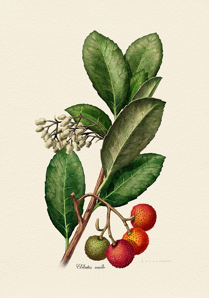 Botany   Arbutus Unedo