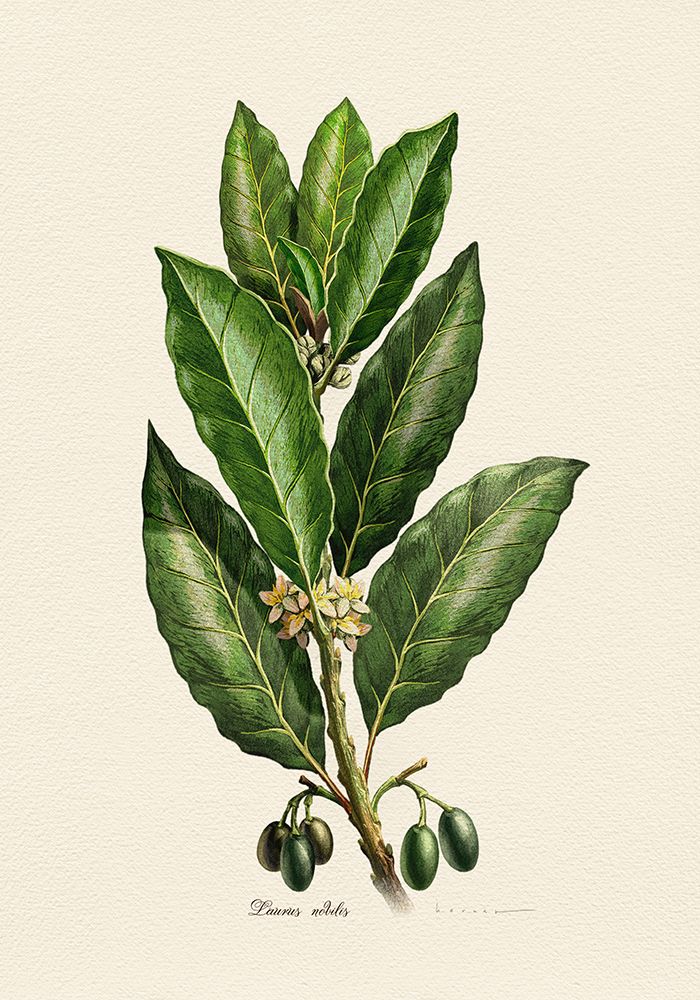 Botany   Laurus Nobilis