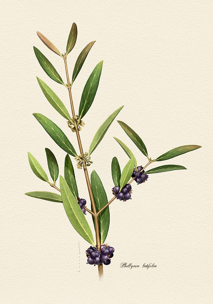 Botany   Phillyrea Latifolia