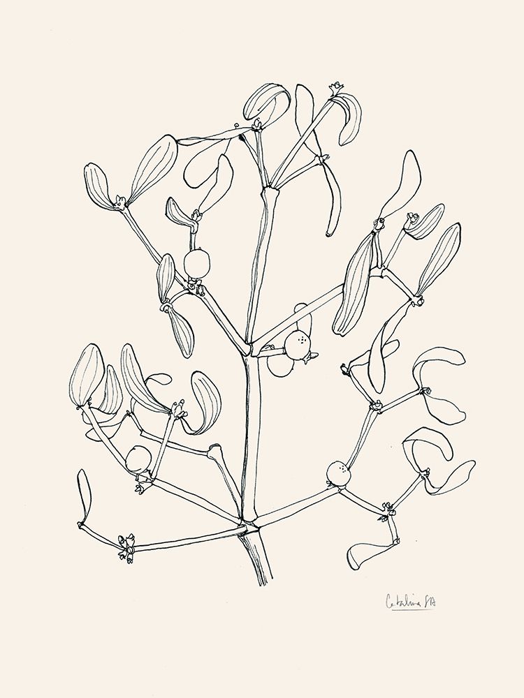Misteltoe ink drawing