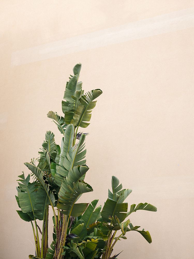 Botanical Cannes