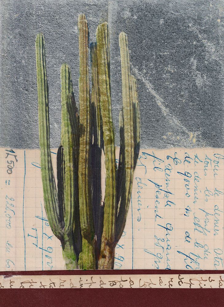 Cactus II