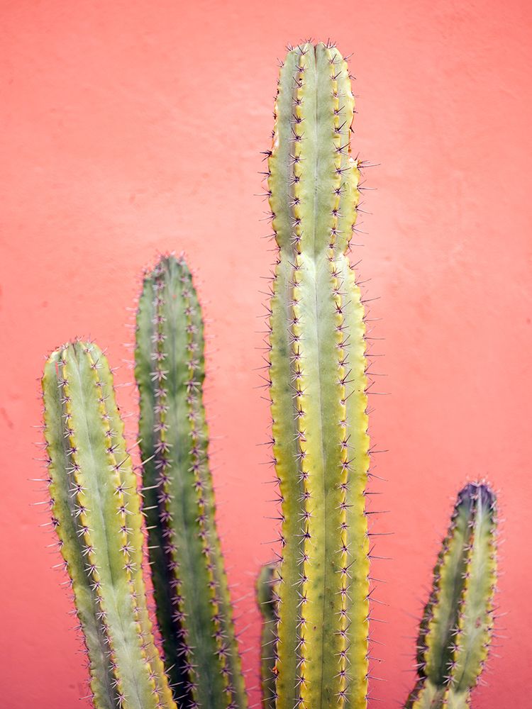 Pretty Pink Cactus Marrakech