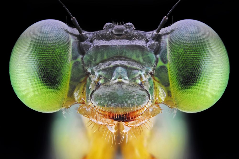 Ceriagrion cerinorubellum