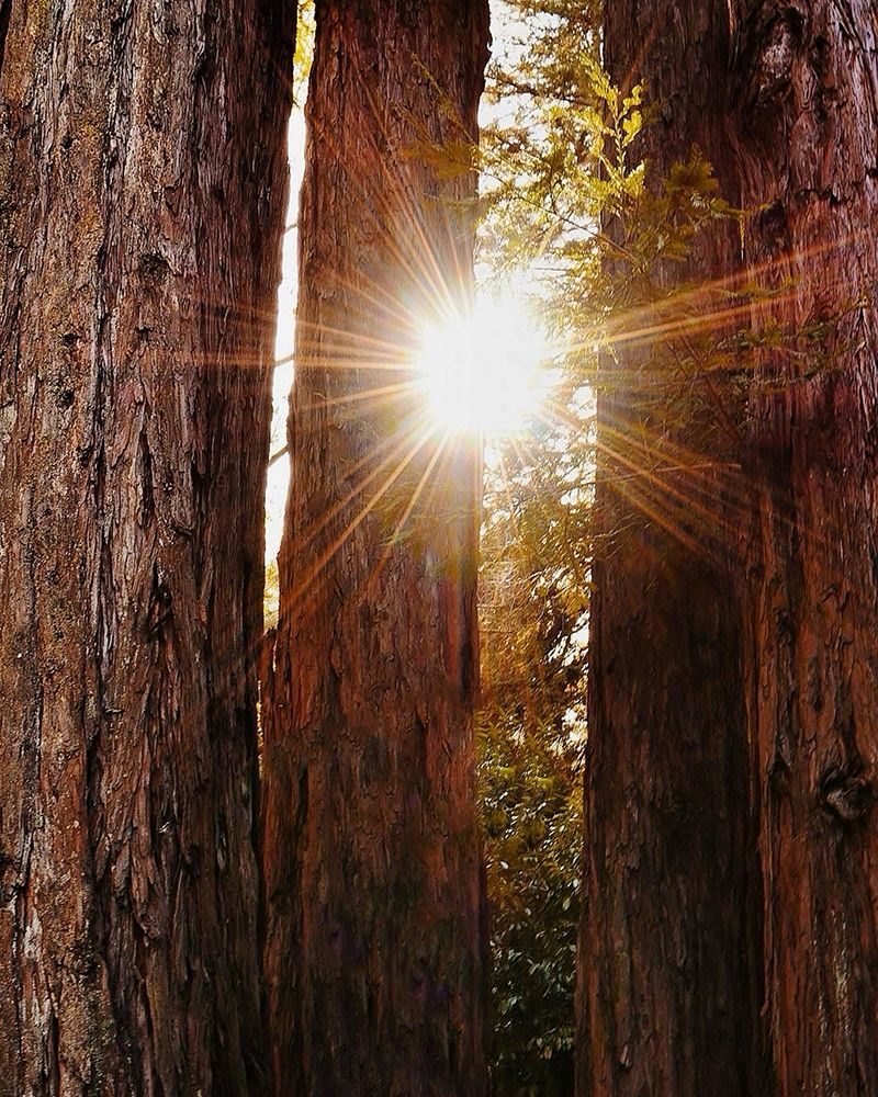 Redwood Forest