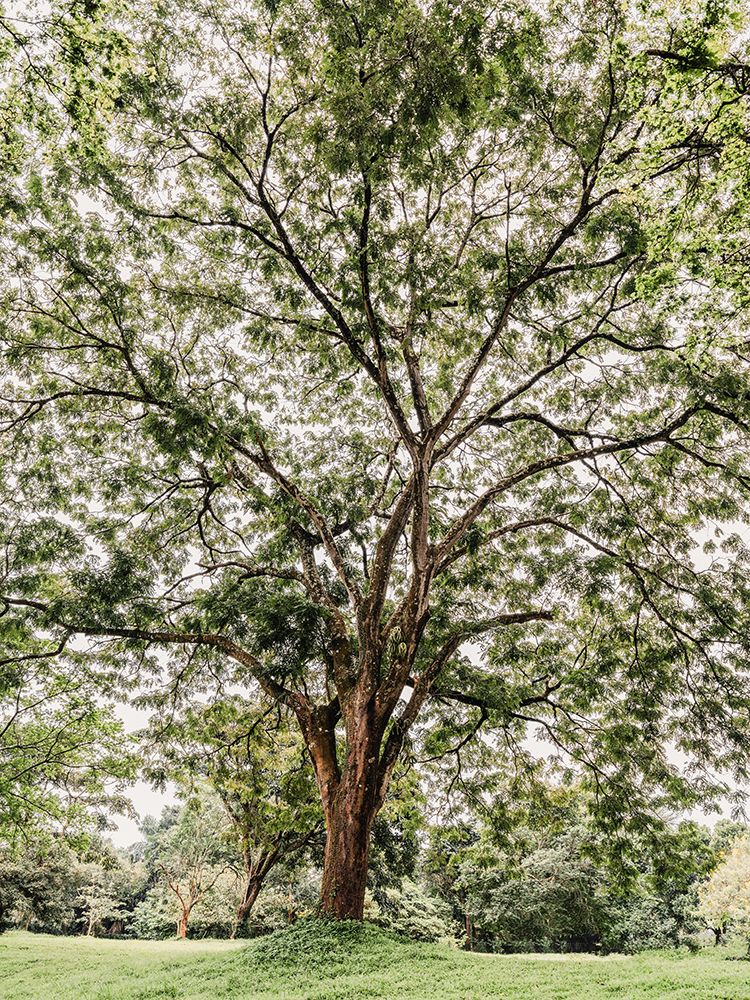 Big tree #3