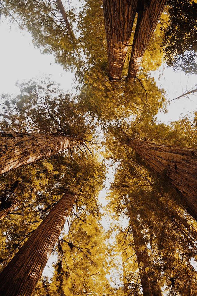 Redwoods From Below