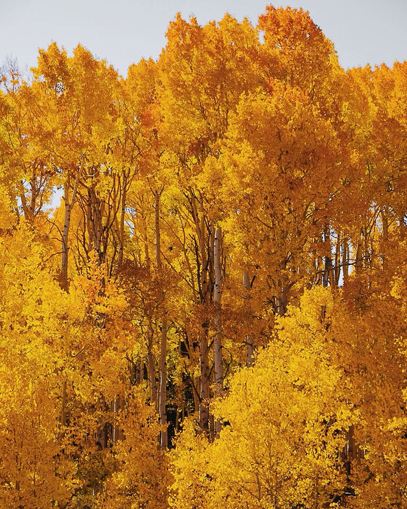 Groves of Gold
