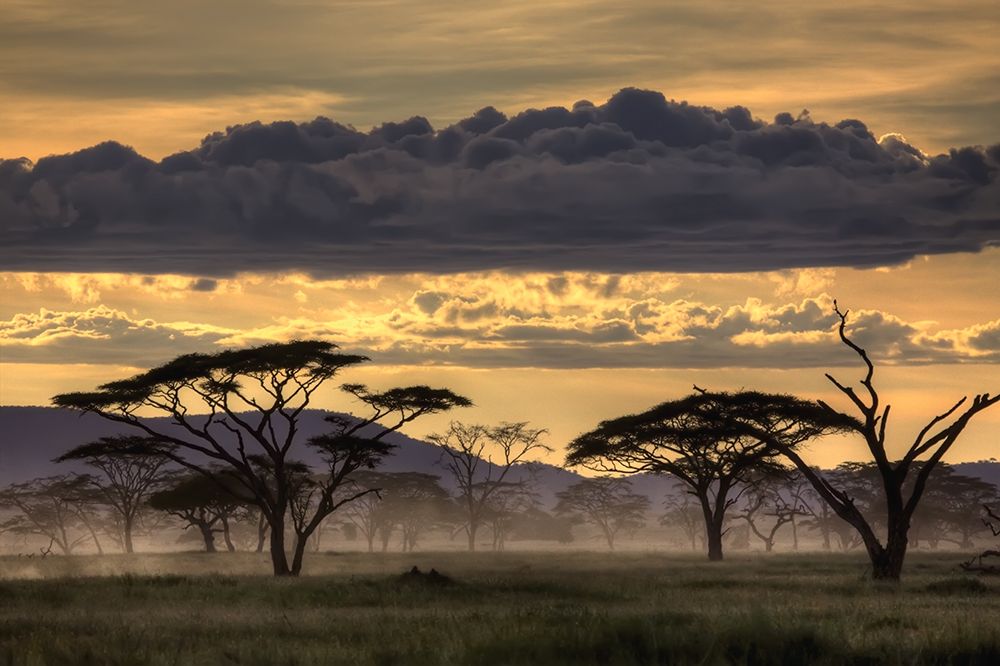 Good Evening Tanazania