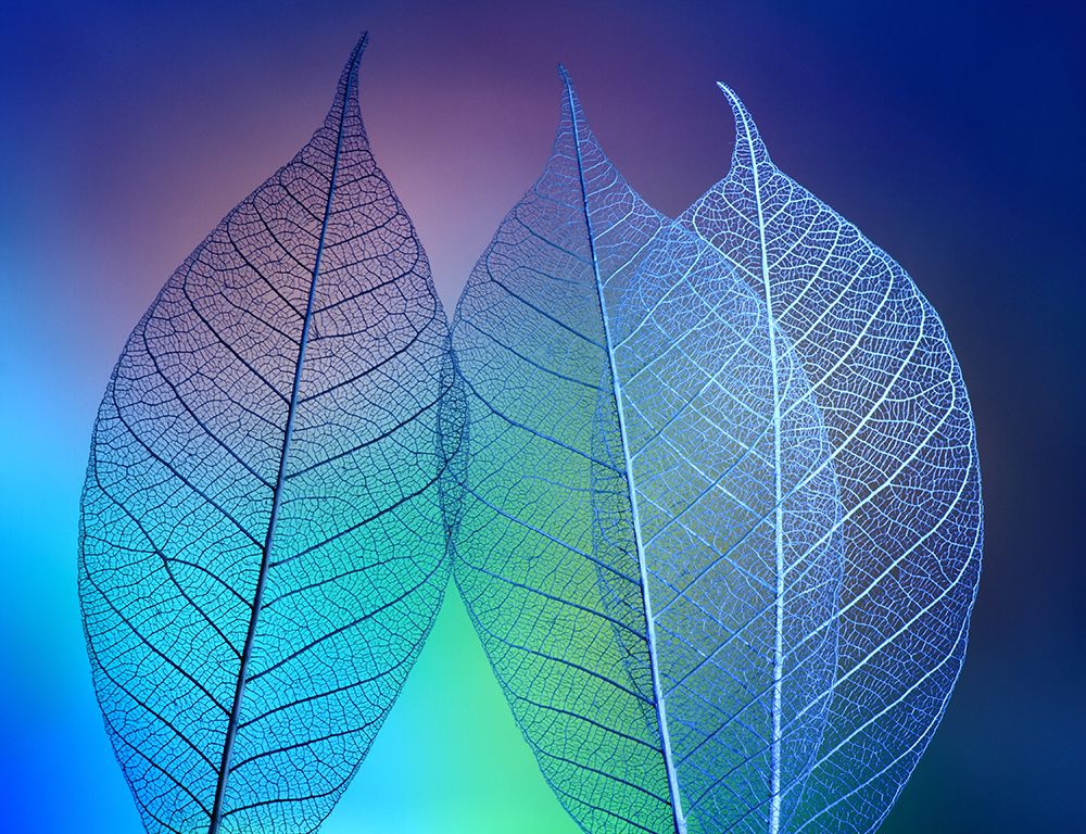 Prismatic Leafs