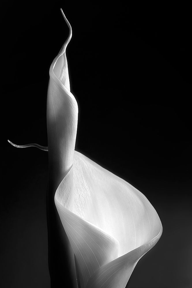 Female Curves
