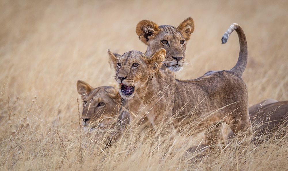 Boys At Play