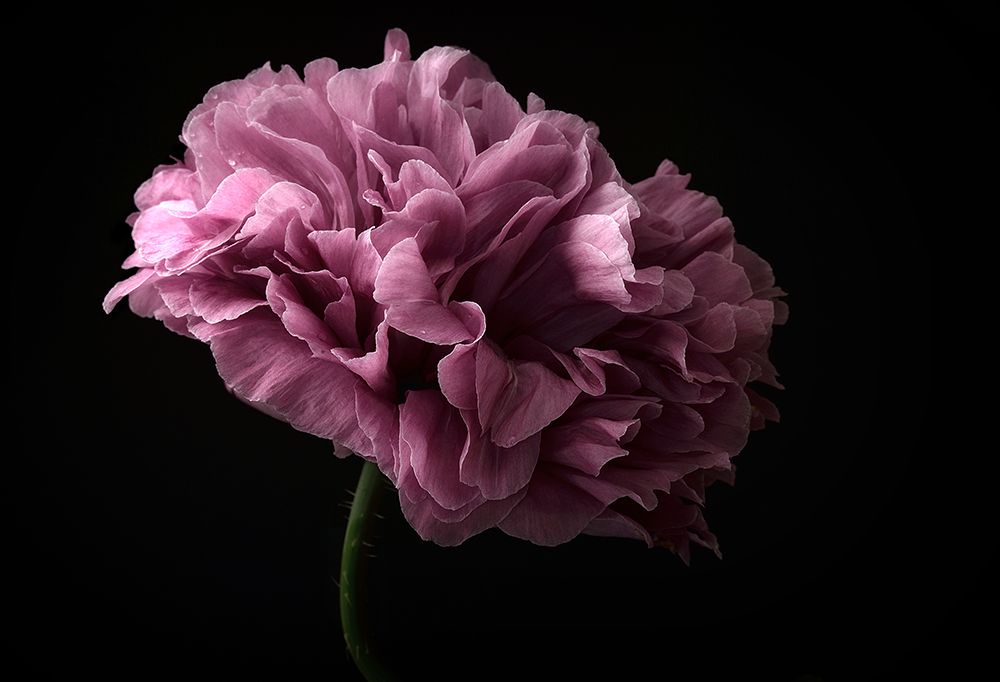 Poppy