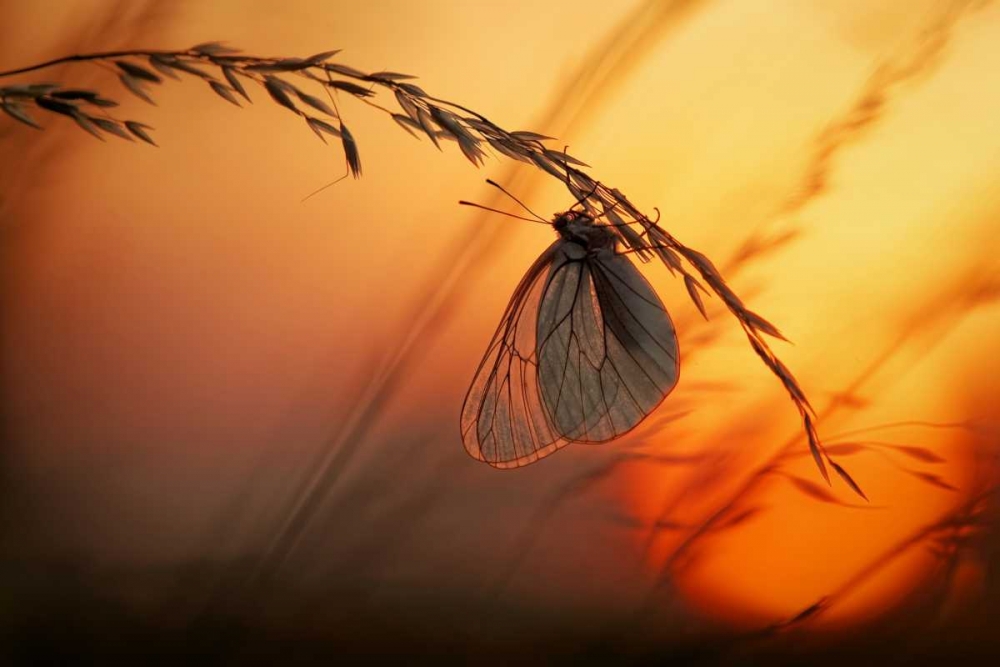 Good Night