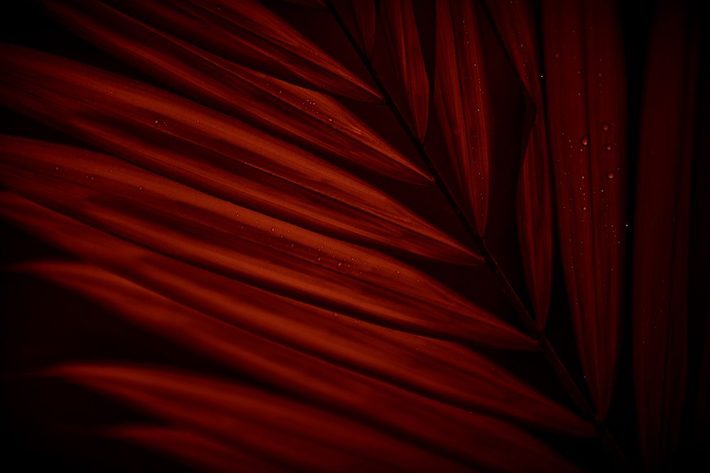 Sanguine Striations
