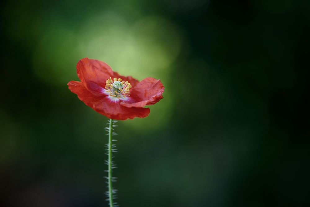 Morning Poppy