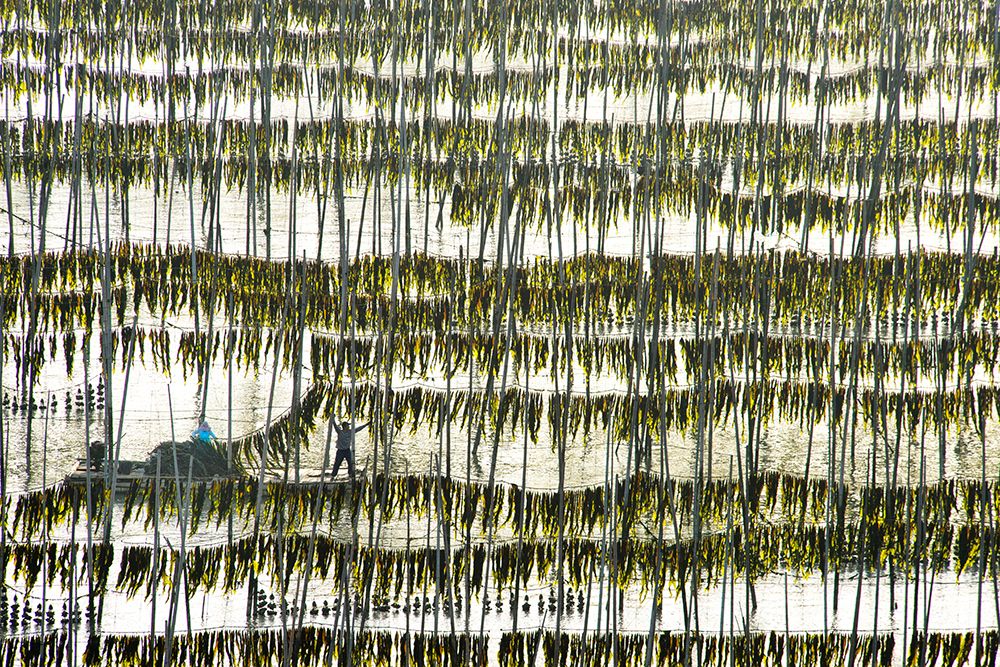 Harvesting Kelp