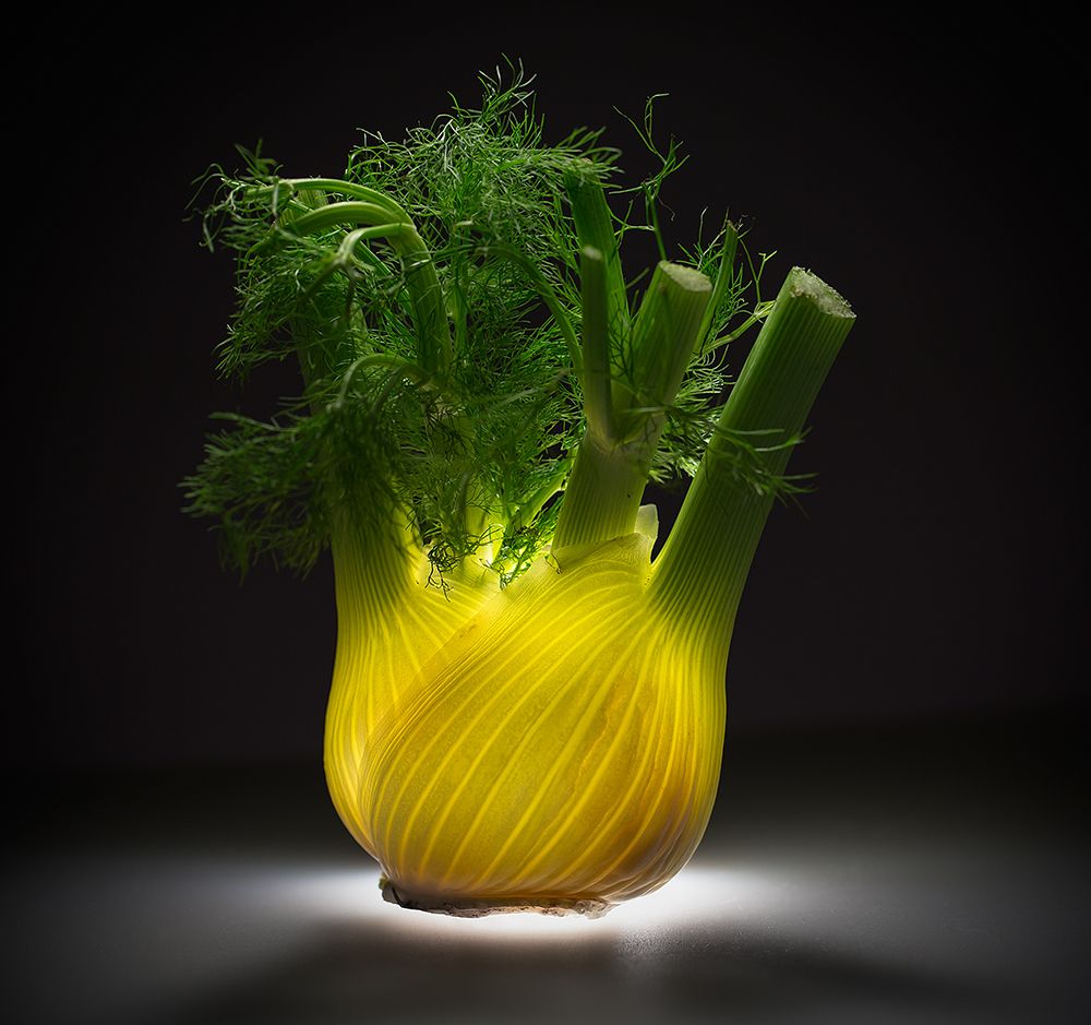 Fennel