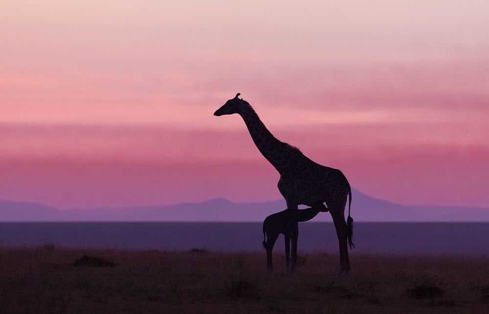 Good Morning Masai Mara 7