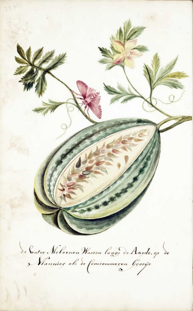 Watermelon, Leaves, Butterfly