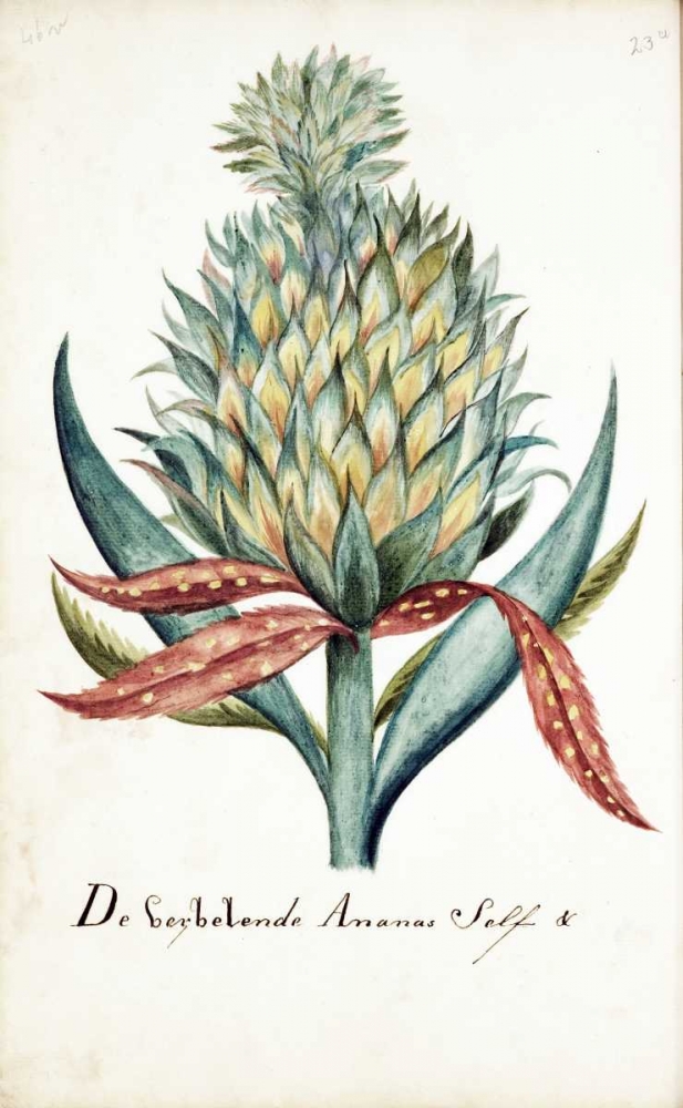 Pineapple