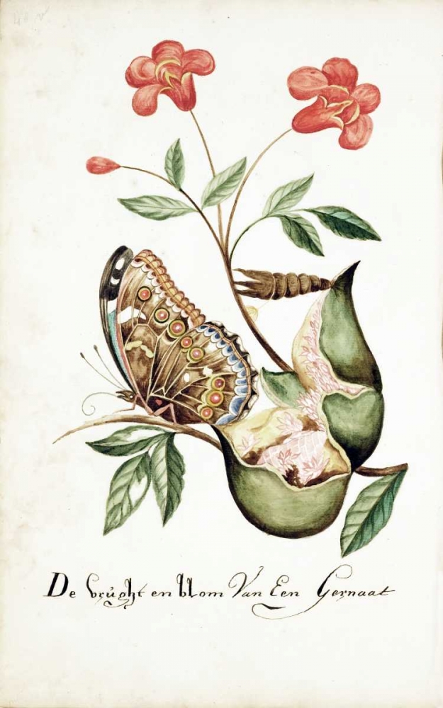 Pomegranate, Fruit and Flower