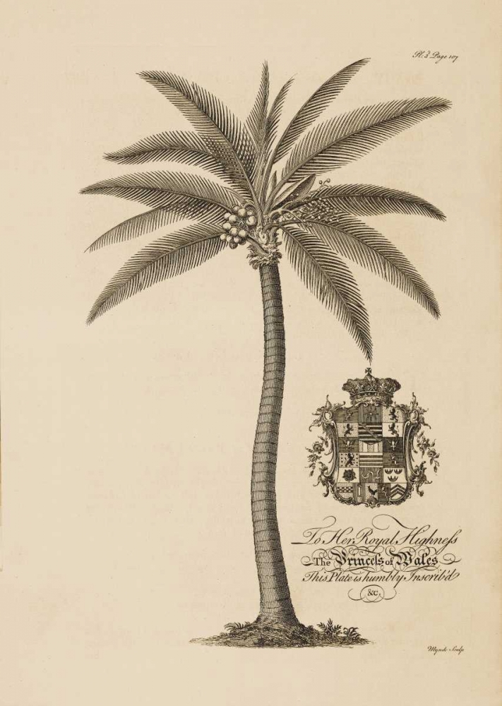 Coconut Palm