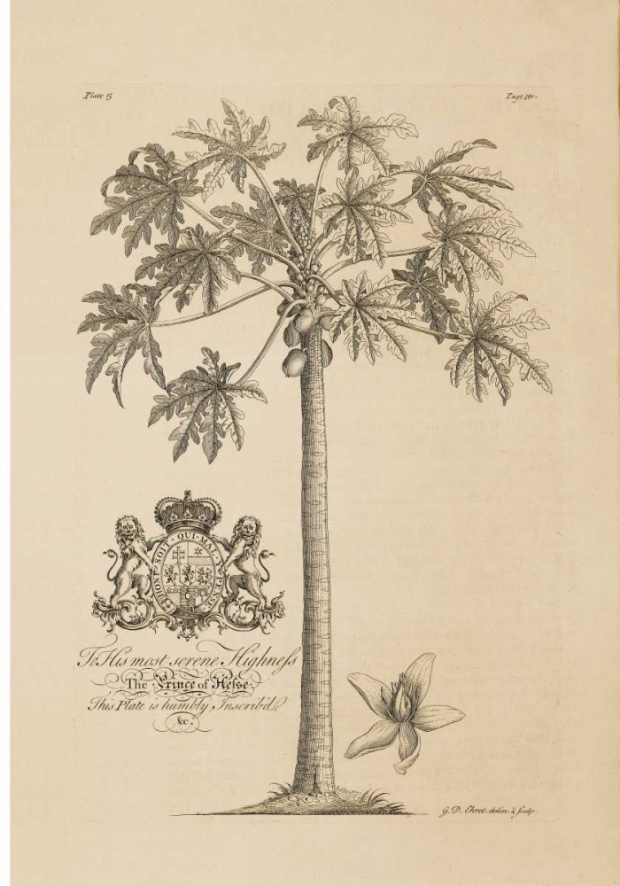 Papaya Tree