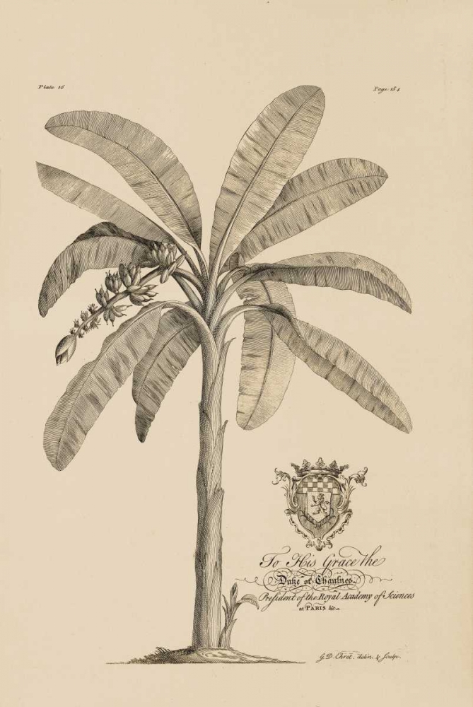 Banana Tree