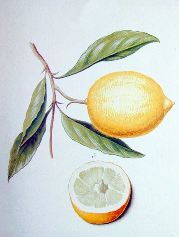 Citron