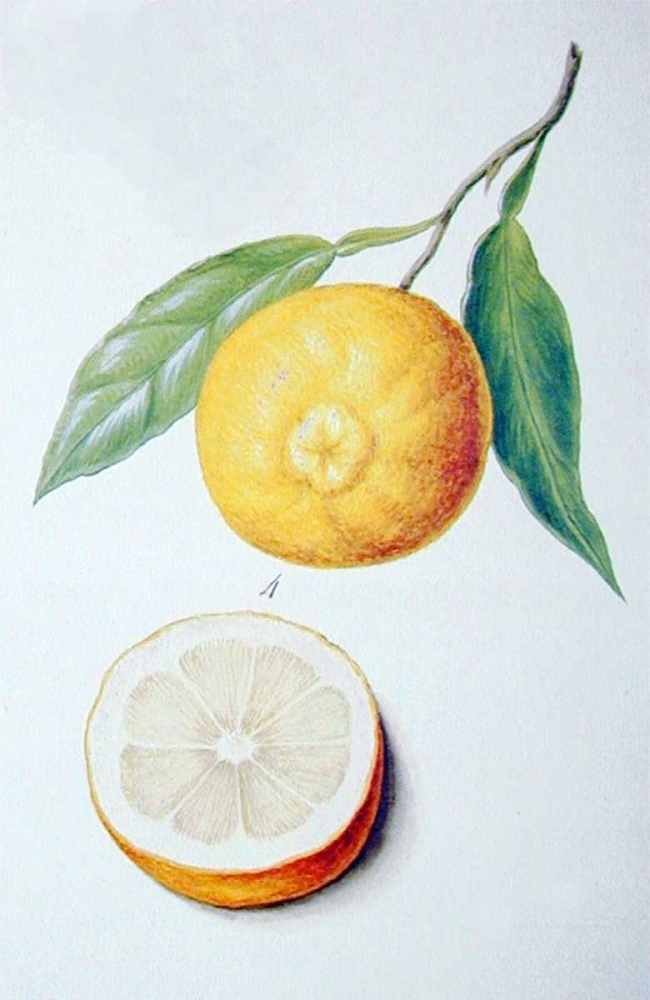 Orange