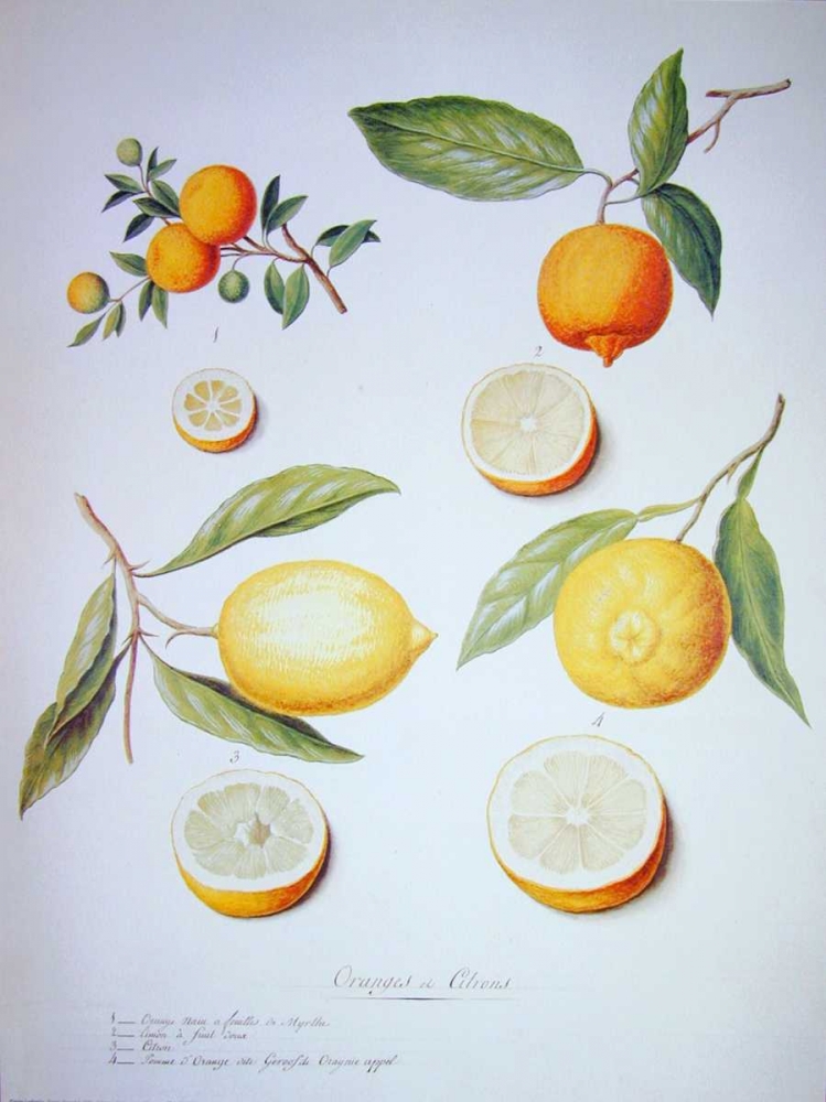 Citrons, Oranges and Lemons