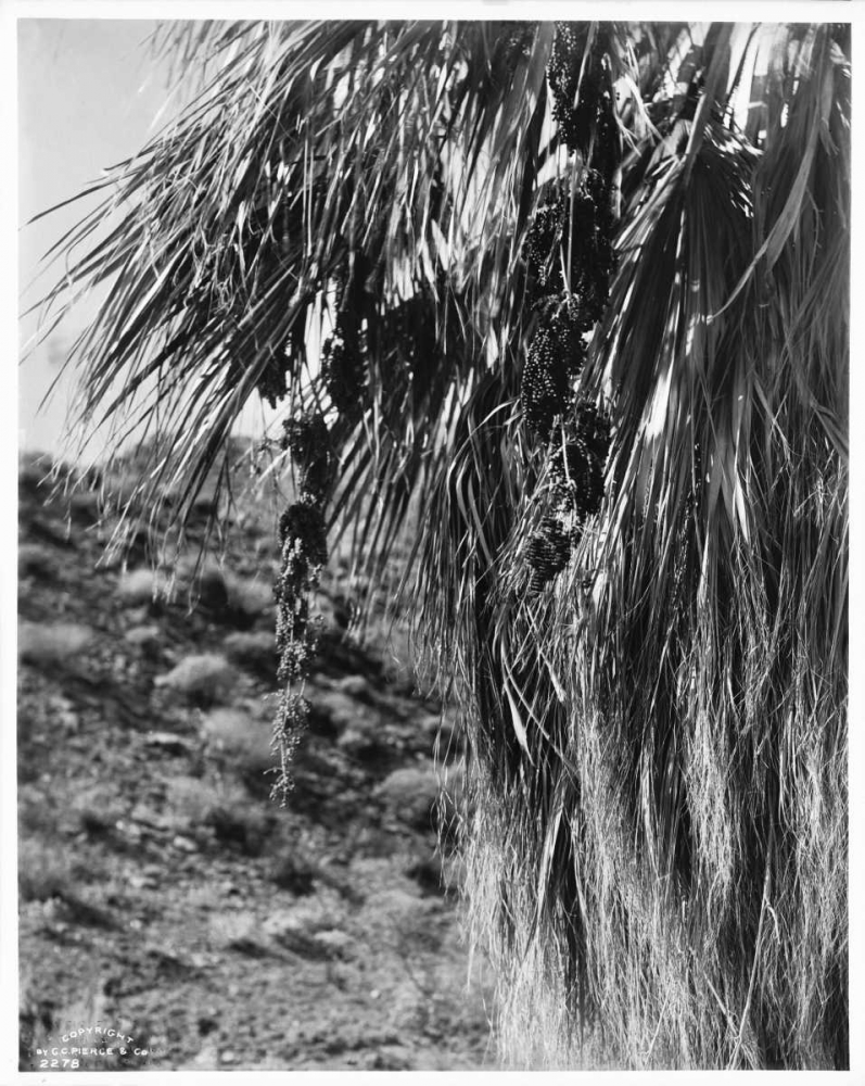 Fan Palm, Fruit, c 1910