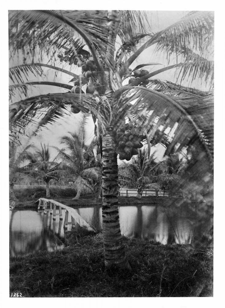 Coconut Palm, Hawaii, 1907-20