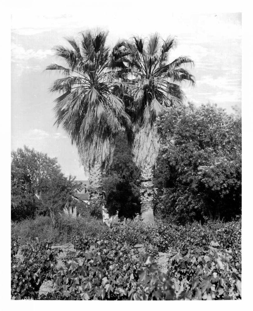 Old Palm Trees, South Pasadena, c1910
