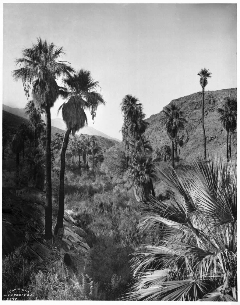 Palm Canyon, Palm Springs c,1903