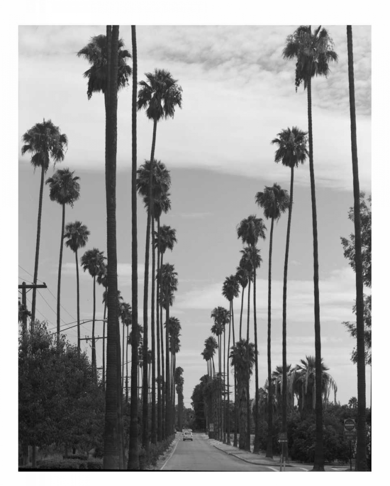 Palm Trees, Victoria Ave, Riverside c1910