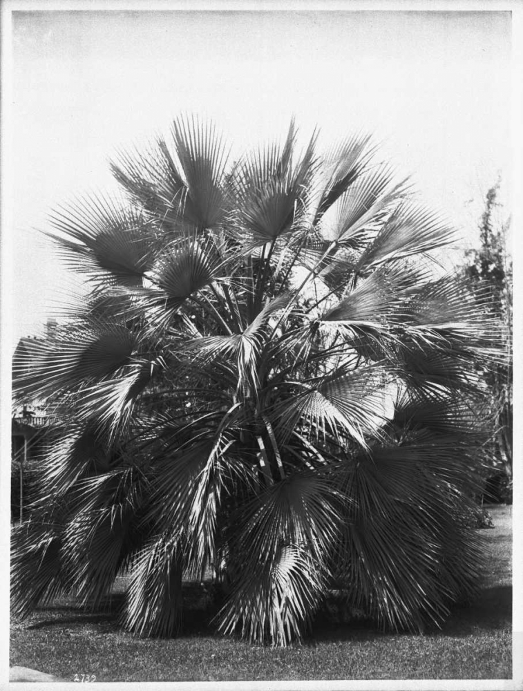 Blue Palm Tree, Figueroa St c1920