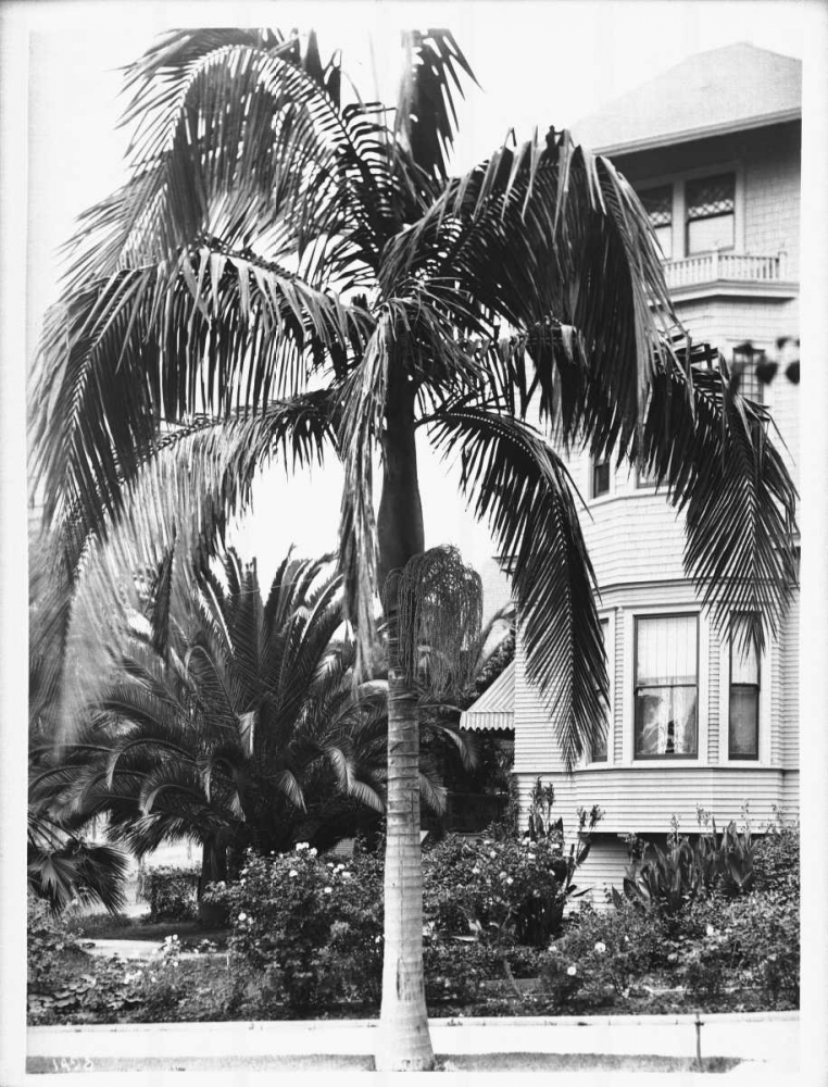 Palm, Seaforchia Elygans, CA c 1920
