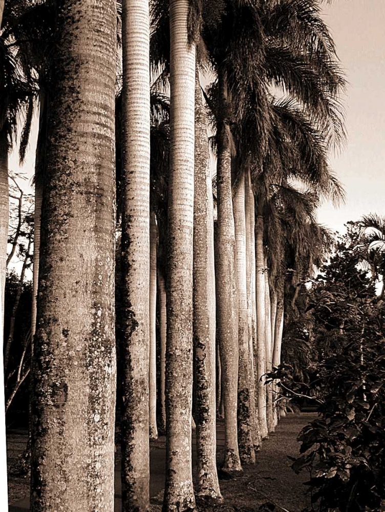 King Palms, Mauritius