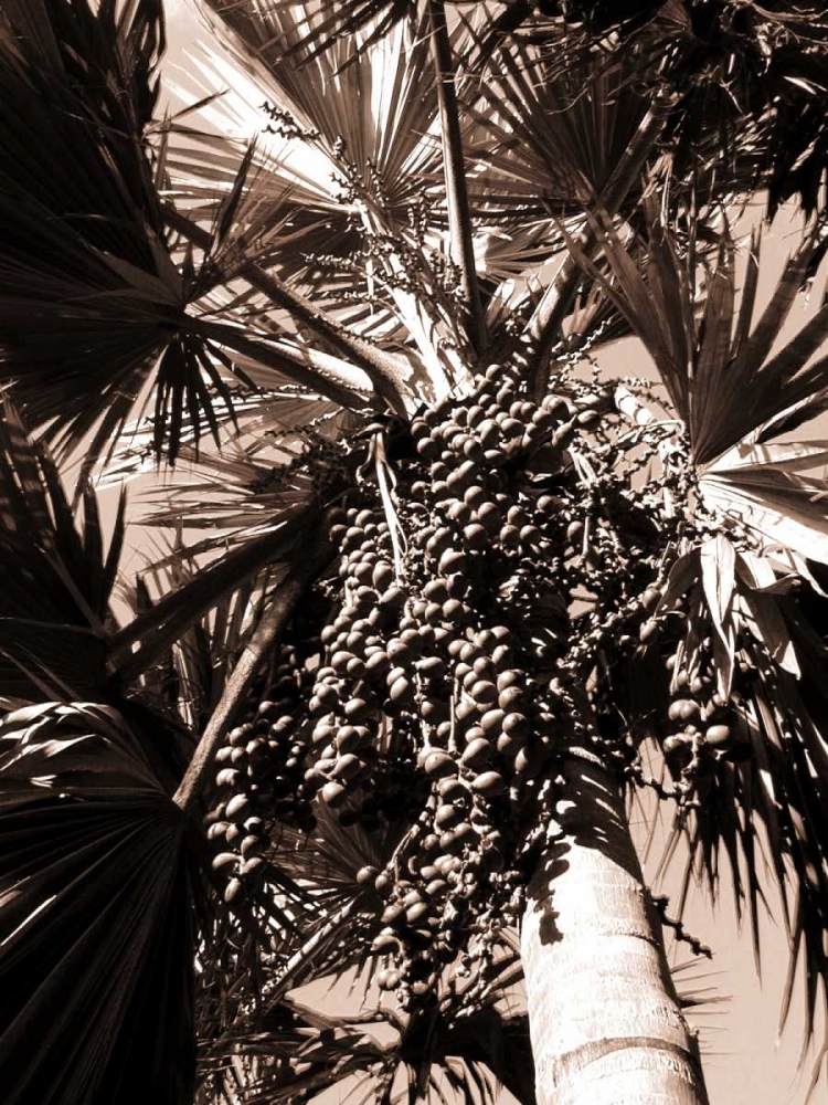 Date Palm, Mauritius