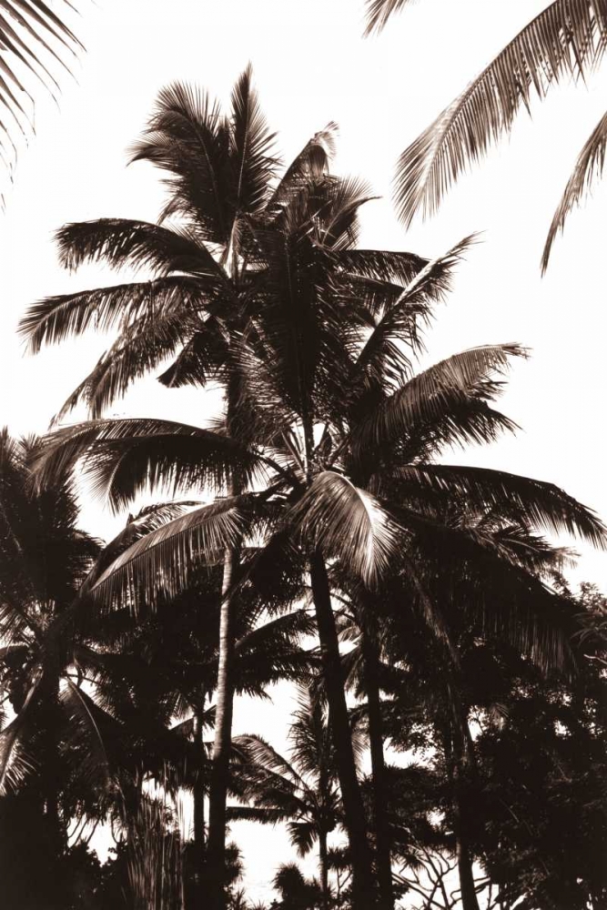 Coconut Palm, Bali