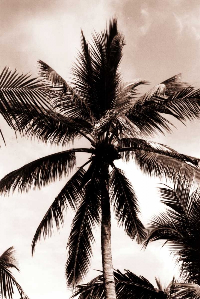 Coconut Palm, Bali