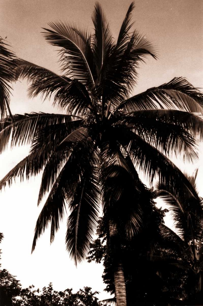 Coconut Palm, Bali