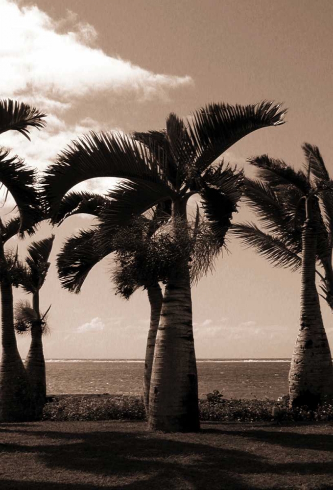 Date Palm, Mauritius