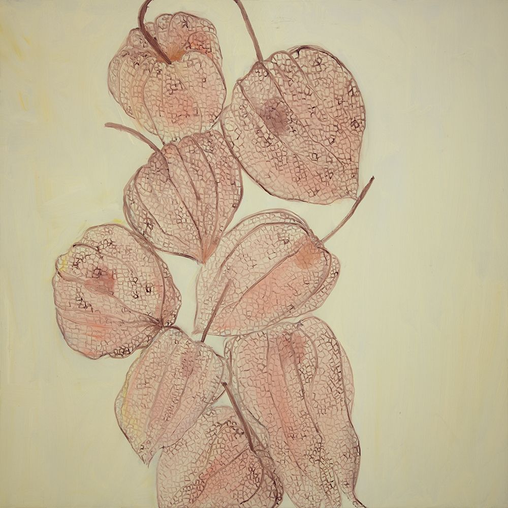 CLOSED GROUND CHERRIES