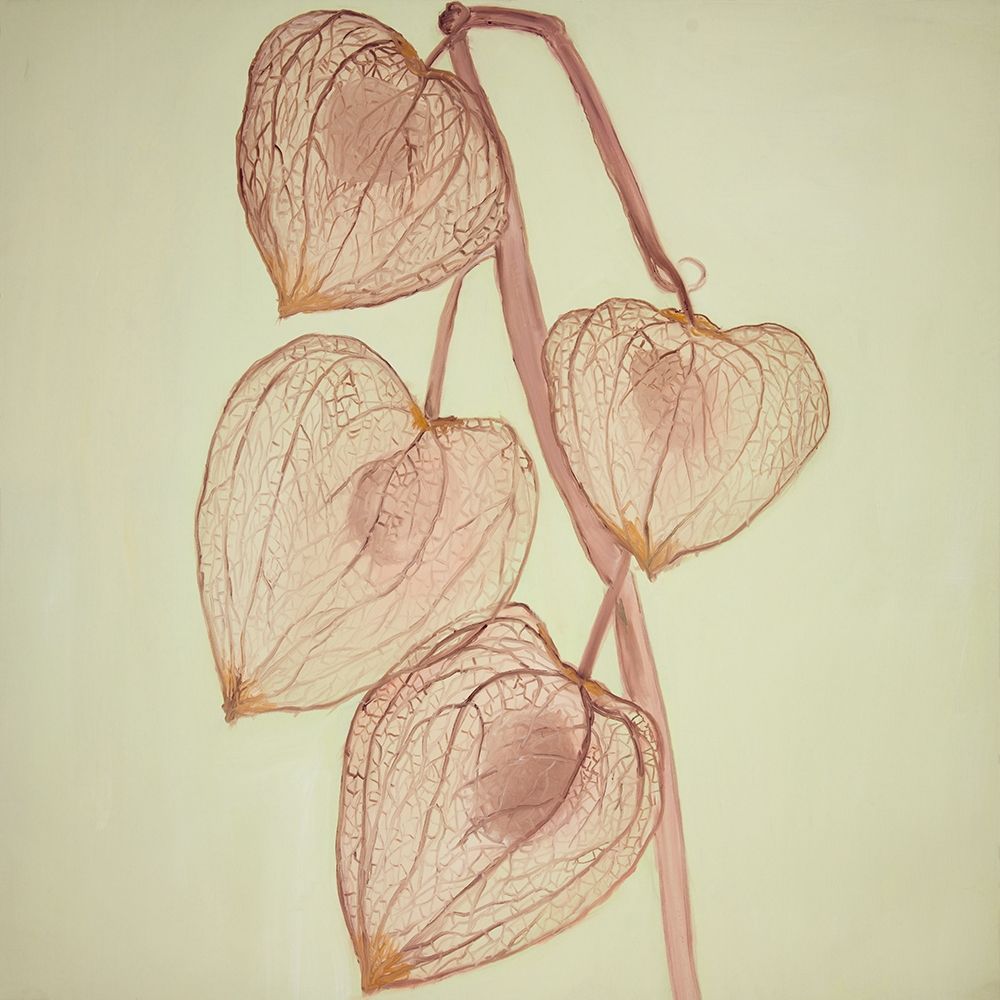 GROWING GROUND CHERRIES