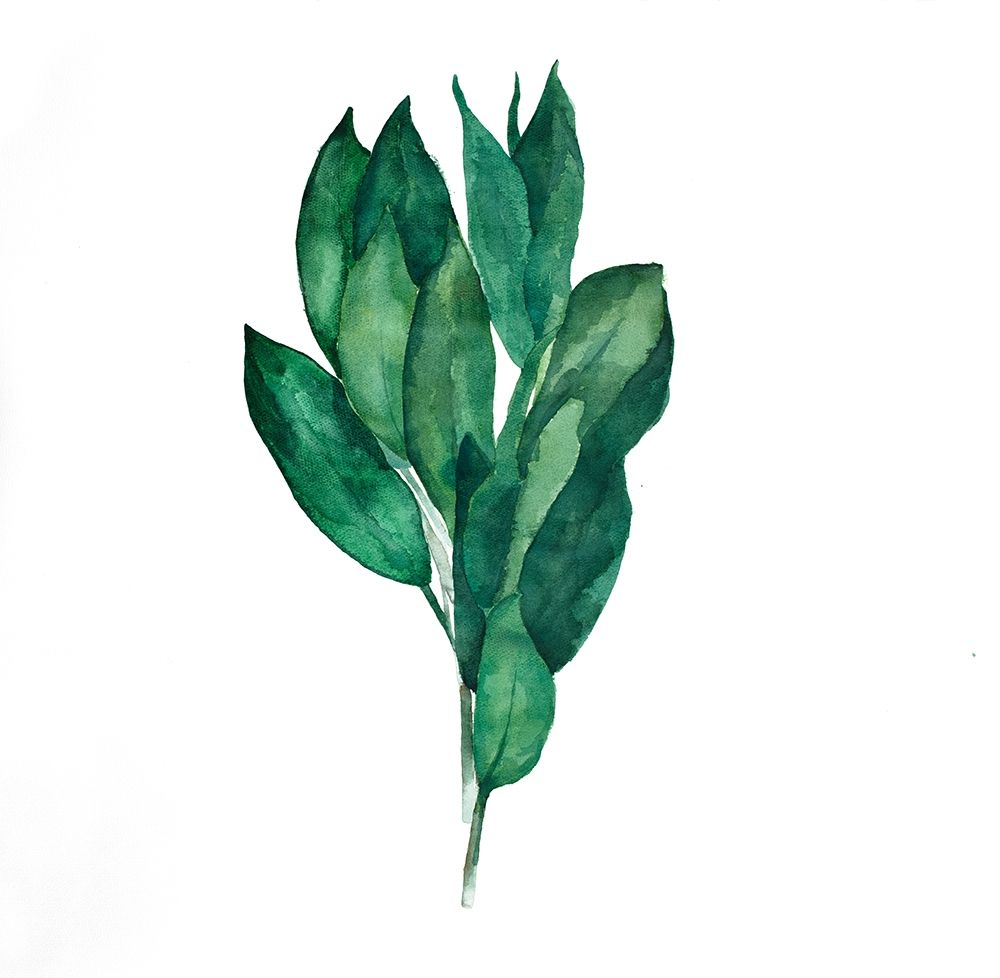 BAY LEAVES BUNDLE